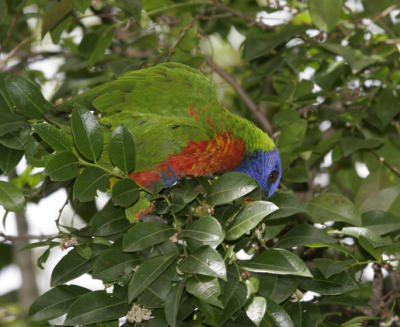 rosella075.jpg