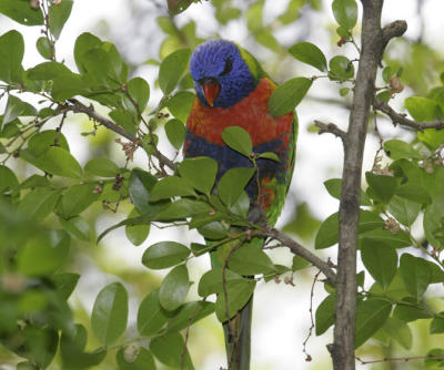 rosella076.jpg