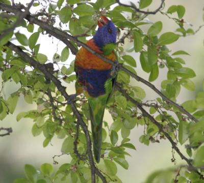 rosella077.jpg