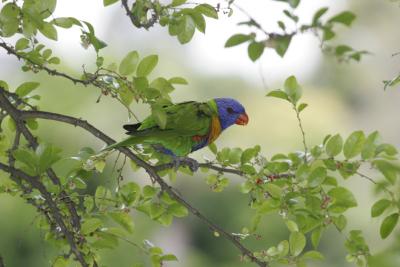 rosella079.jpg