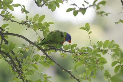 rosella080.jpg