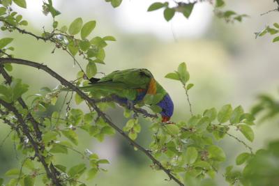 rosella081.jpg