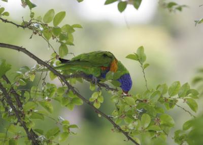 rosella082.jpg