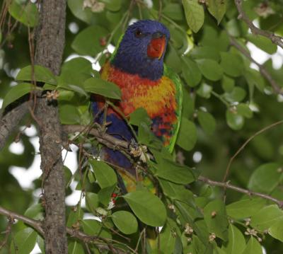 rosella083.jpg