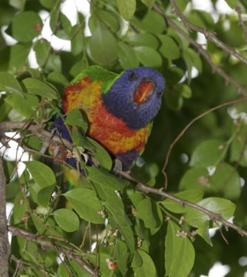 rosella084.jpg