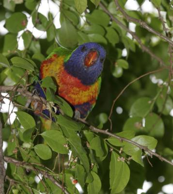 rosella085.jpg