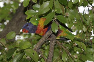 rosella086.jpg
