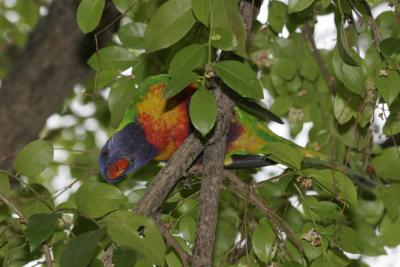 rosella087.jpg