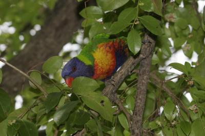 rosella088.jpg