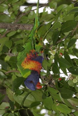 rosella090.jpg