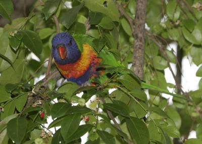 rosella091.jpg