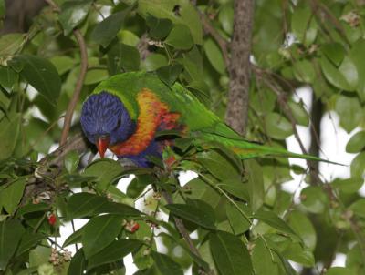 rosella092.jpg