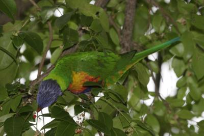 rosella093.jpg