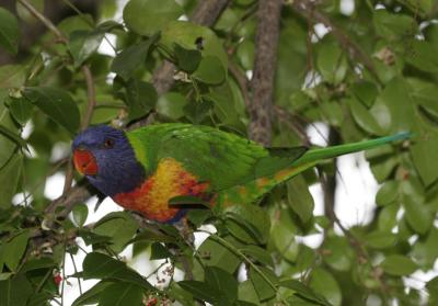 rosella095.jpg