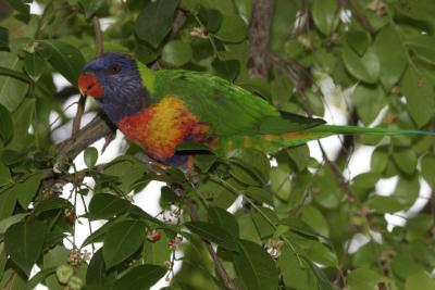 rosella096.jpg