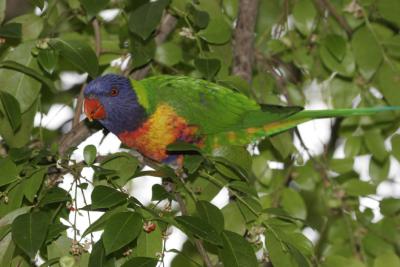 rosella097.jpg