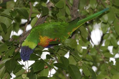 rosella098.jpg