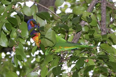 rosella099.jpg