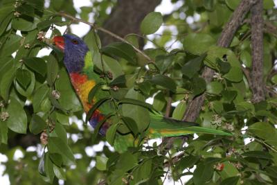 rosella100.jpg