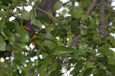 rosella101.jpg