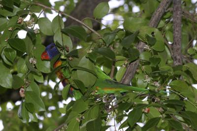 rosella102.jpg