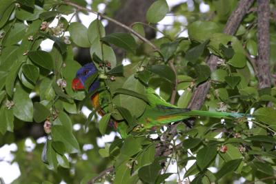 rosella103.jpg
