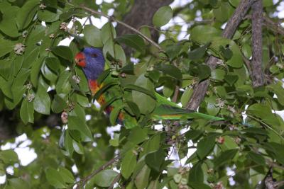rosella105.jpg
