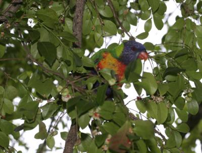 rosella106.jpg