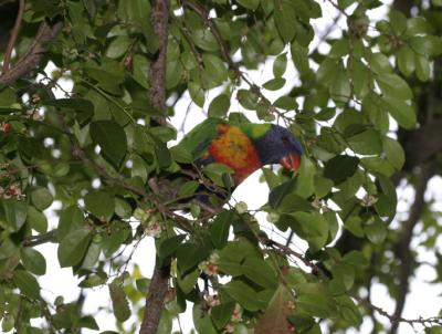 rosella107.jpg