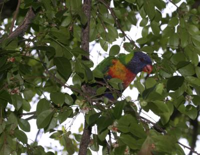 rosella108.jpg
