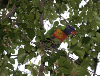 rosella109.jpg