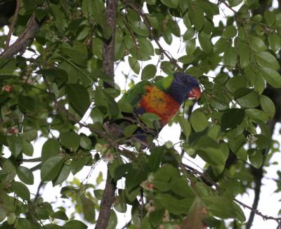 rosella110.jpg