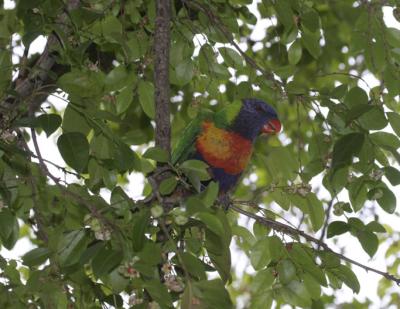 rosella111.jpg