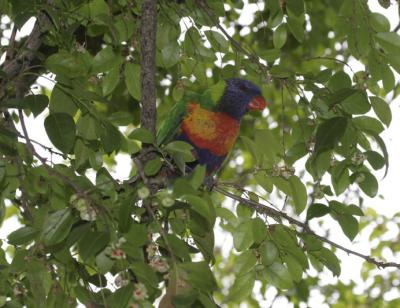 rosella112.jpg