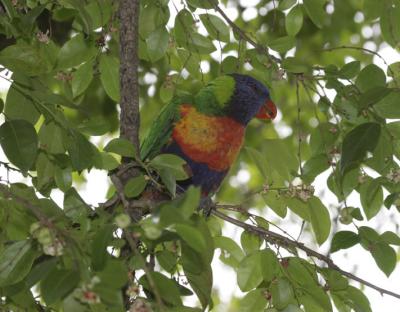 rosella113.jpg