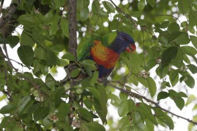 rosella114.jpg