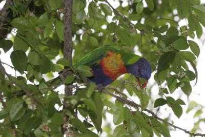 rosella115.jpg