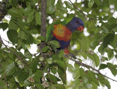 rosella116.jpg