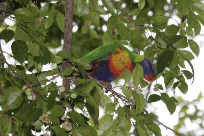 rosella117.jpg