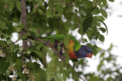 rosella118.jpg