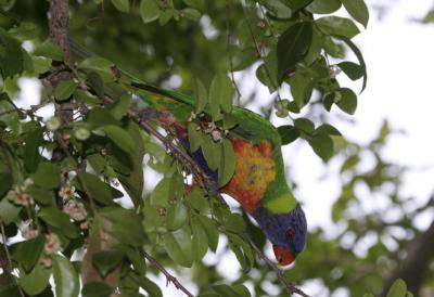 rosella119.jpg