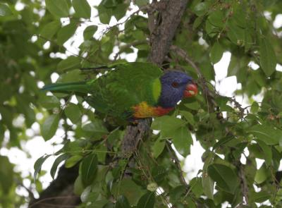 rosella120.jpg
