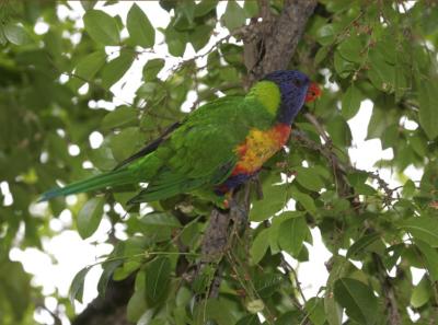 rosella121.jpg