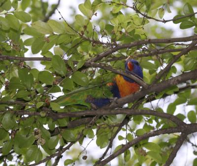 rosella122.jpg