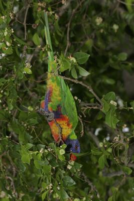 rosella123.jpg