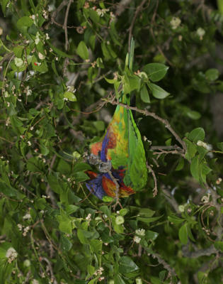 rosella124.jpg