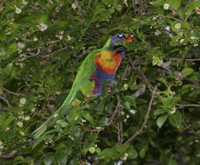 rosella125.jpg
