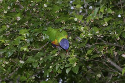 rosella126.jpg