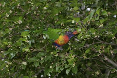 rosella127.jpg