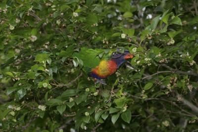 rosella128.jpg